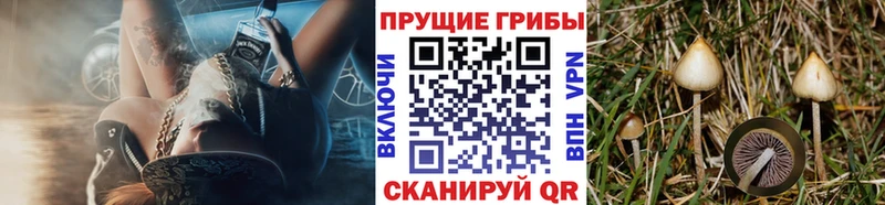 Псилоцибиновые грибы Psilocybe  как найти   Струнино 